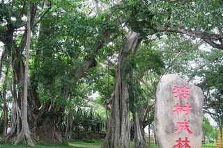 独树成林